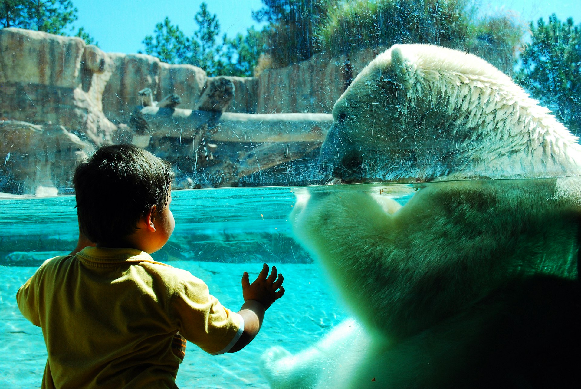A boy leans against the glass window of an enclosure containing polar bears, San Diego Zoo, San Diego, California, USA