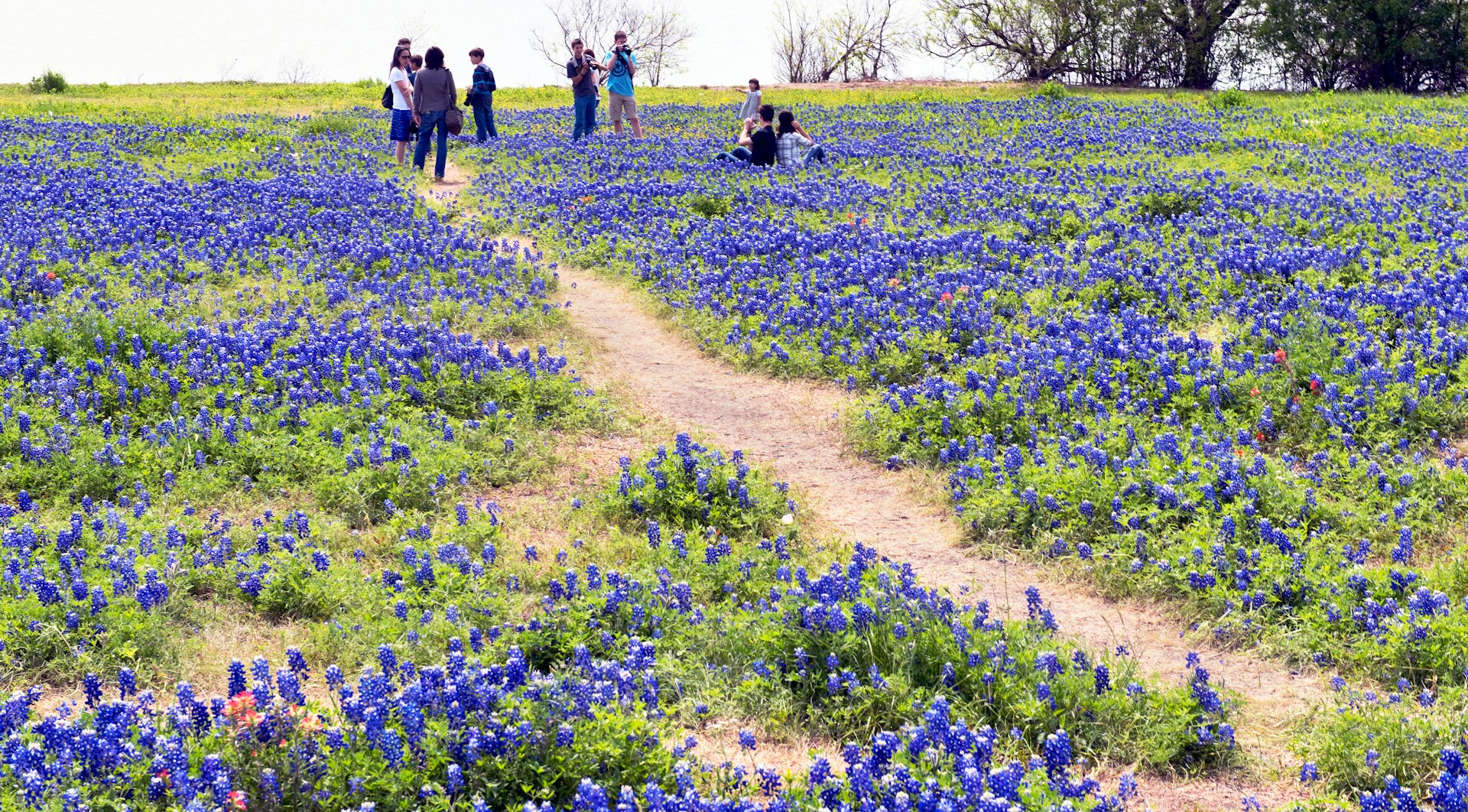 People walk through fields of bluebonnet flowers in Ennis, Texas, USA