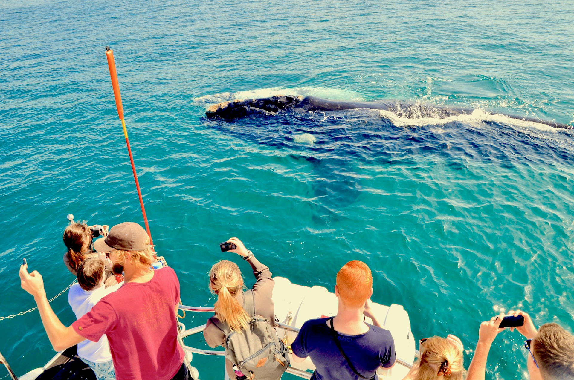 Tourists on board whale watching ship taking photo of mother whale and white calf in water off the waters of Walker Bay near Hermanus, Cape Overberg, South Africa