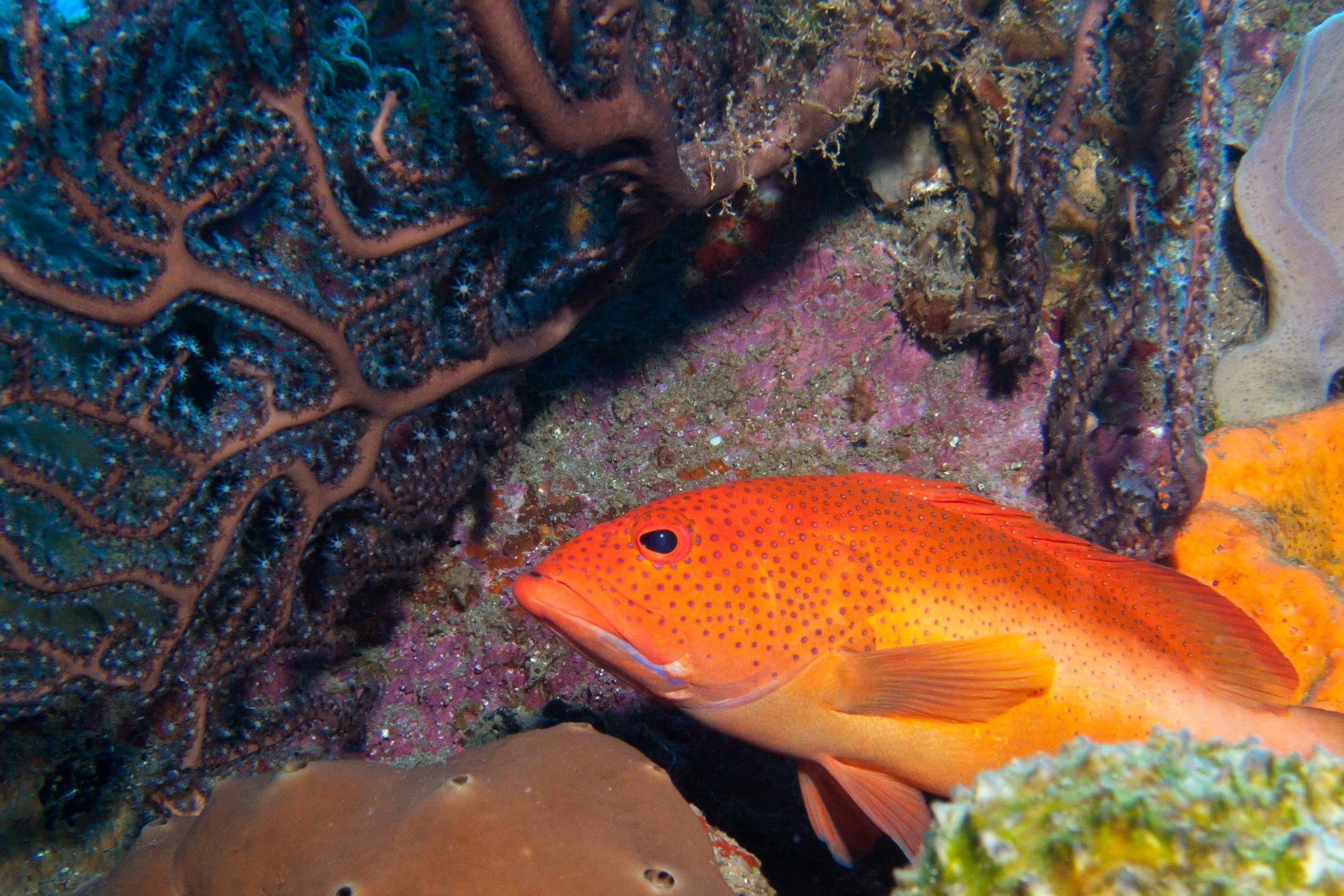 A cony fish in the waters off Saba, Eastern Caribbean