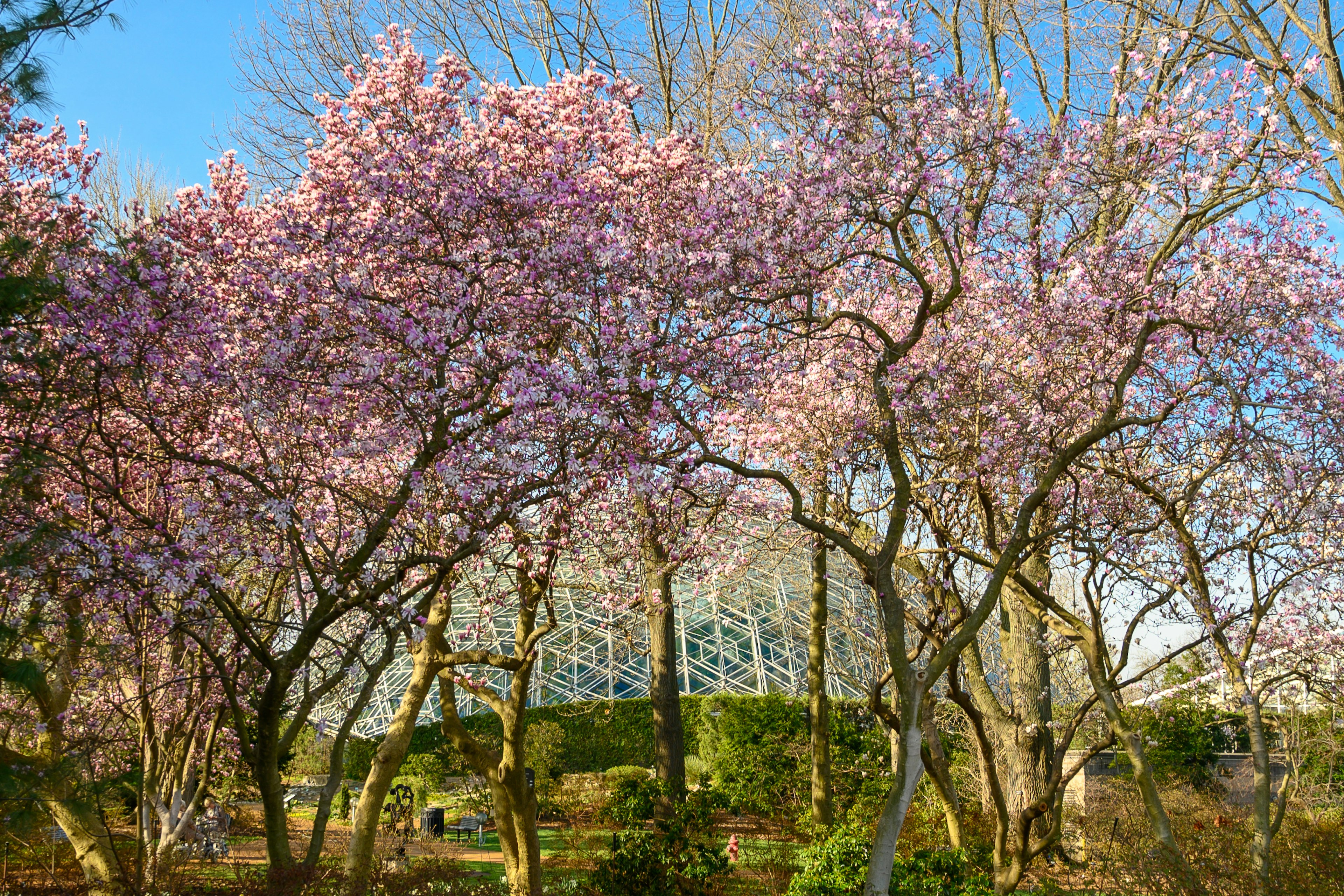 Cherry blossom trees at the Missouri Botanical Garden in spring, with the Climatron geodesic dome visible between the branches.