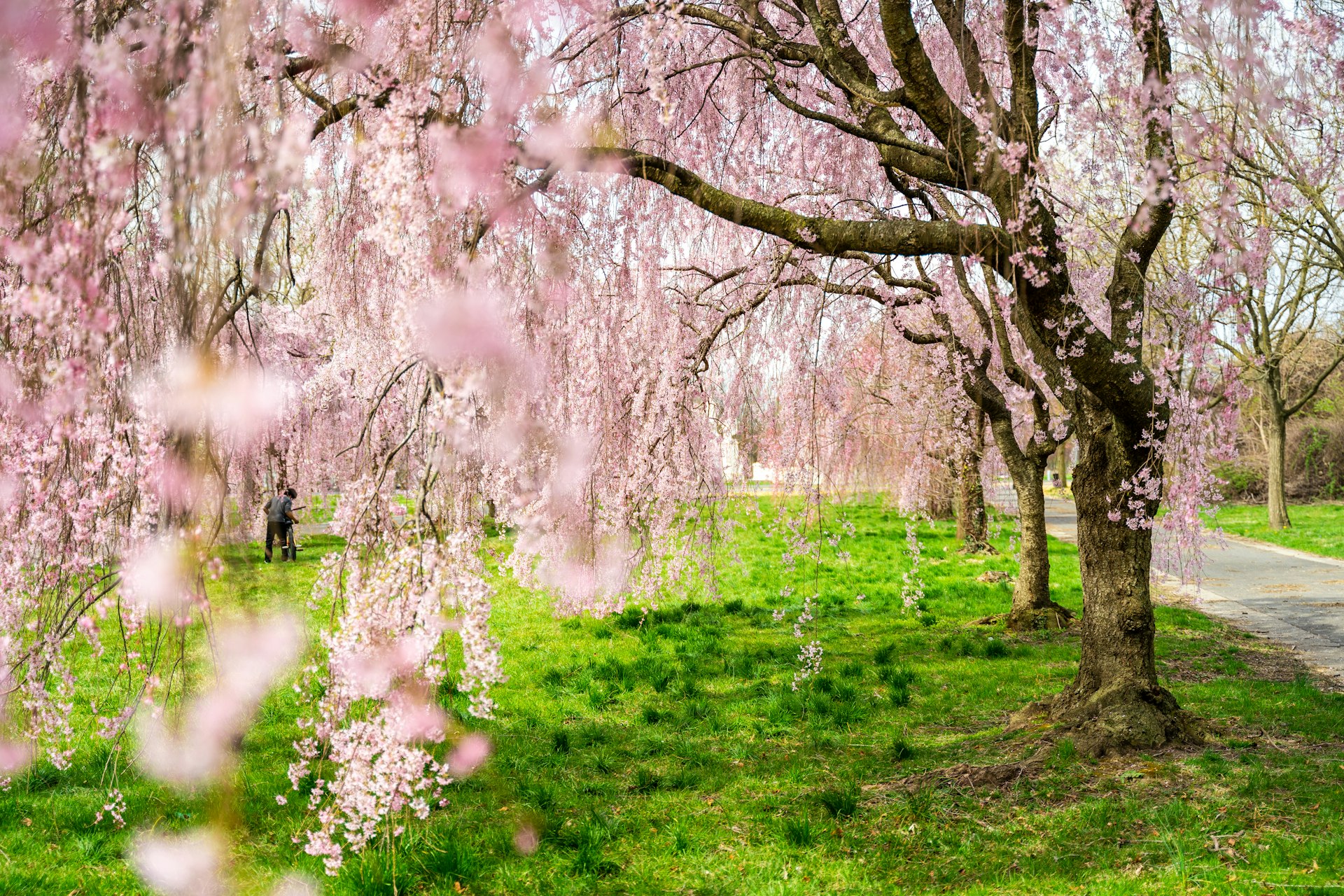 Pink cherry blossoms at Fairmount Park in Philadelphia during the spring.