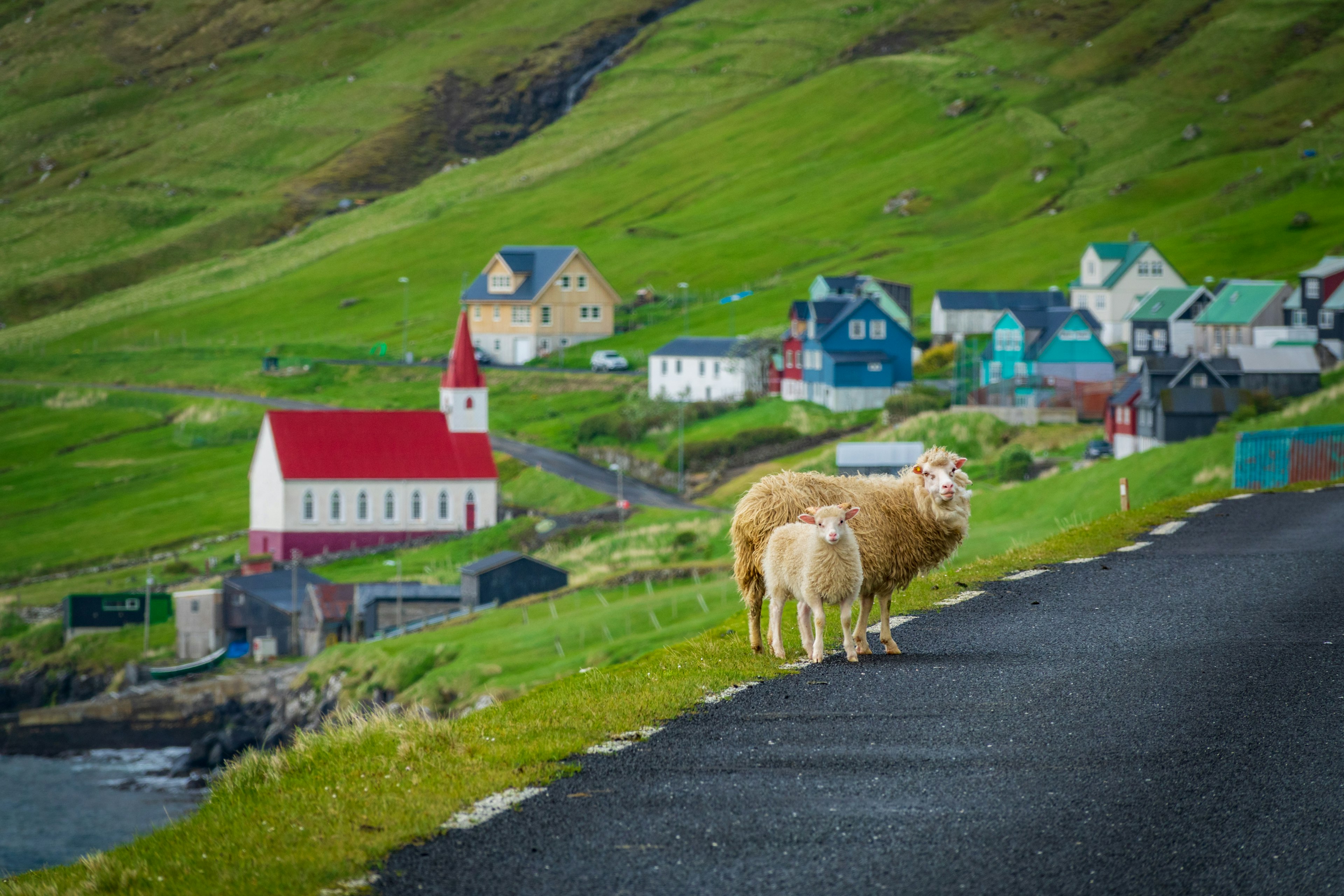 A sheep and lamb stand on the edge of a road outside a village