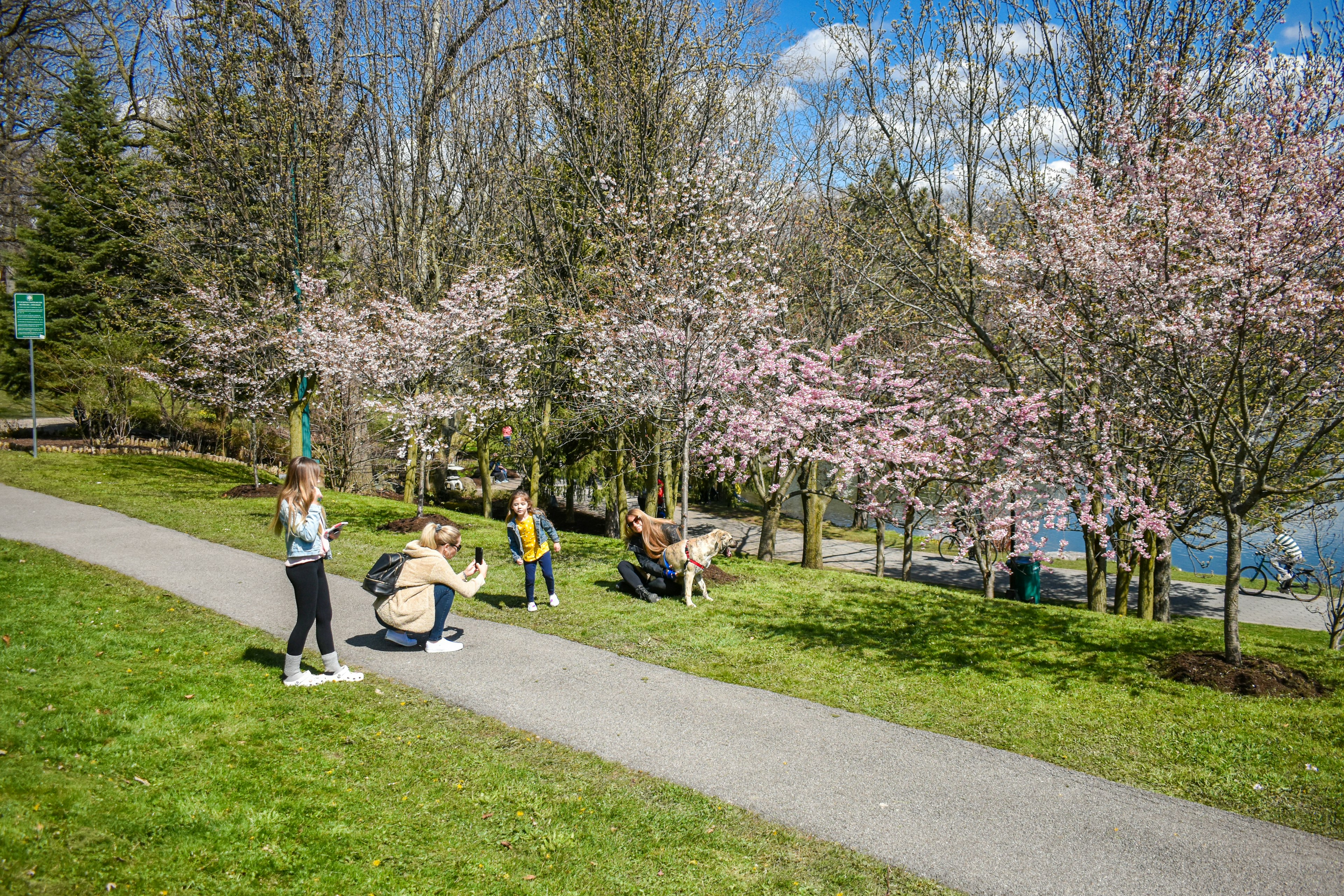 Cherry blossoms in the Japanese Garden atJapanese Garden in Delaware Park, Buffalo, New York, where visitors stroll an enjoy a sunny day