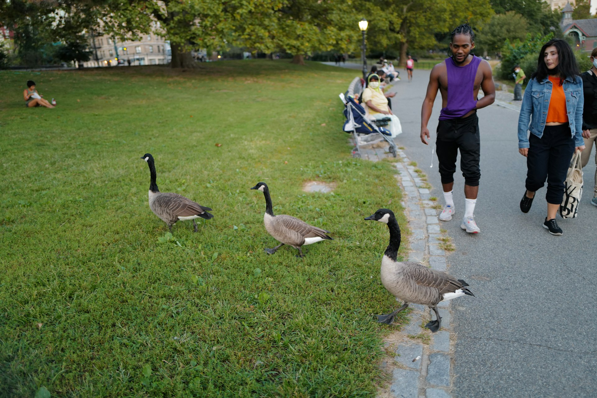 People walk by Canada geese at Harlem Meer, Central Park, New York City, New York, USA