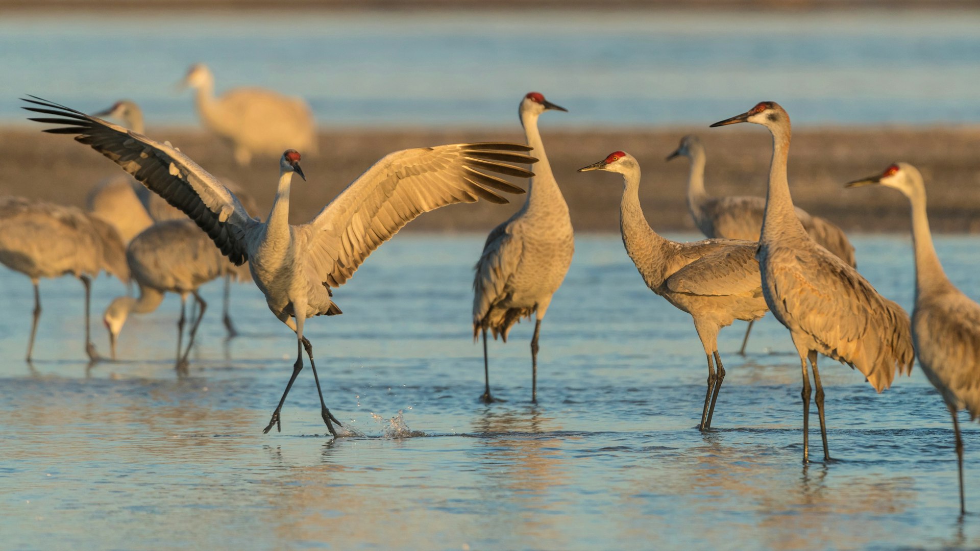 Sandhill cranes stopping on their spring migration, Platte River, Nebraska, USA