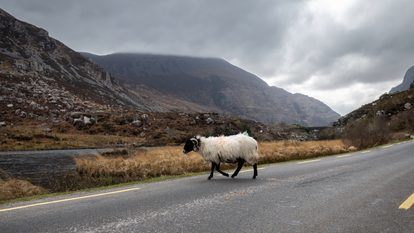 A single woolly sheep crosses the road in the Gap of Dunloe in Ireland's Killarney National Park. Irish road trip, nature, profile, wildlife, road crossing, stormy skies, europe trip, countryside.; Shutterstock ID 2140525285; GL: 65050; netsuite: Lonely Planet Online Editorial; full: Best Ireland road trips; name: Brian Healy
2140525285
agricultural, agriculture, animal, closeup, crossing the street, cute, domestic, domesticated, europe, farm animal, farming, field, fluffy sheep, fur, furry, gap of dunloe, grass, graze, hairy, herd, ireland, ireland road trip, irish countryside, killarney national park, livestock, male, mammal, meadow, mutton, nature, one, outdoor, pasture, pavement, republic of ireland, ring of kerry, rural, sheep breed, single, soft wool, spring, summer, warm wool, wild, wilderness, wildlife, wool industry, wool production, woolly, wooly sheep