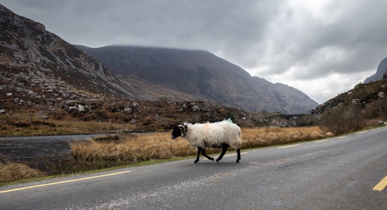 A single woolly sheep crosses the road in the Gap of Dunloe in Ireland's Killarney National Park. Irish road trip, nature, profile, wildlife, road crossing, stormy skies, europe trip, countryside.; Shutterstock ID 2140525285; GL: 65050; netsuite: Lonely Planet Online Editorial; full: Best Ireland road trips; name: Brian Healy
2140525285
agricultural, agriculture, animal, closeup, crossing the street, cute, domestic, domesticated, europe, farm animal, farming, field, fluffy sheep, fur, furry, gap of dunloe, grass, graze, hairy, herd, ireland, ireland road trip, irish countryside, killarney national park, livestock, male, mammal, meadow, mutton, nature, one, outdoor, pasture, pavement, republic of ireland, ring of kerry, rural, sheep breed, single, soft wool, spring, summer, warm wool, wild, wilderness, wildlife, wool industry, wool production, woolly, wooly sheep