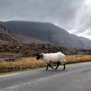 A single woolly sheep crosses the road in the Gap of Dunloe in Ireland's Killarney National Park. Irish road trip, nature, profile, wildlife, road crossing, stormy skies, europe trip, countryside.; Shutterstock ID 2140525285; GL: 65050; netsuite: Lonely Planet Online Editorial; full: Best Ireland road trips; name: Brian Healy
2140525285
agricultural, agriculture, animal, closeup, crossing the street, cute, domestic, domesticated, europe, farm animal, farming, field, fluffy sheep, fur, furry, gap of dunloe, grass, graze, hairy, herd, ireland, ireland road trip, irish countryside, killarney national park, livestock, male, mammal, meadow, mutton, nature, one, outdoor, pasture, pavement, republic of ireland, ring of kerry, rural, sheep breed, single, soft wool, spring, summer, warm wool, wild, wilderness, wildlife, wool industry, wool production, woolly, wooly sheep