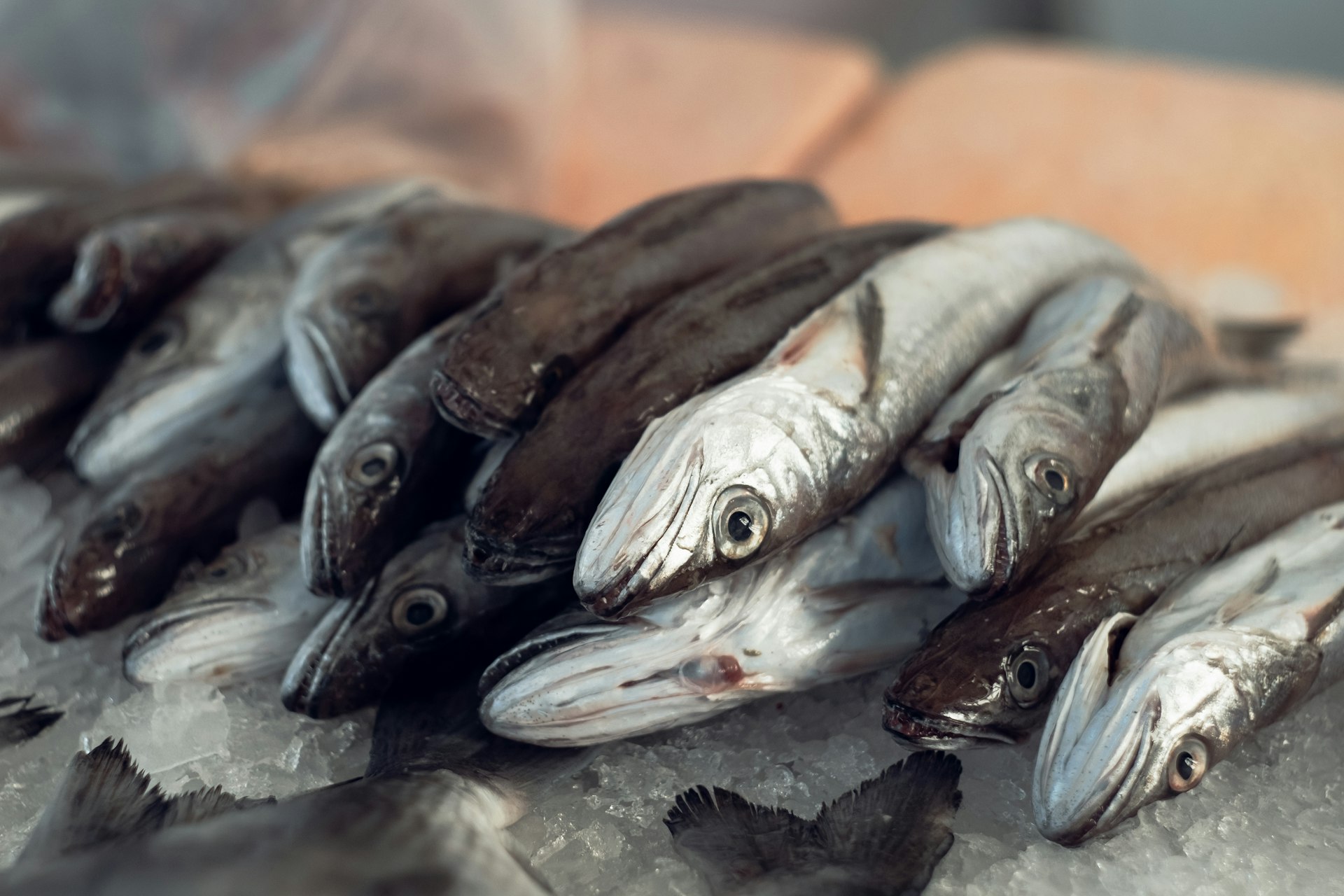 Fresh catch of Mediterranean sea fish on fish market stall on Mali Lošinj, Croatia