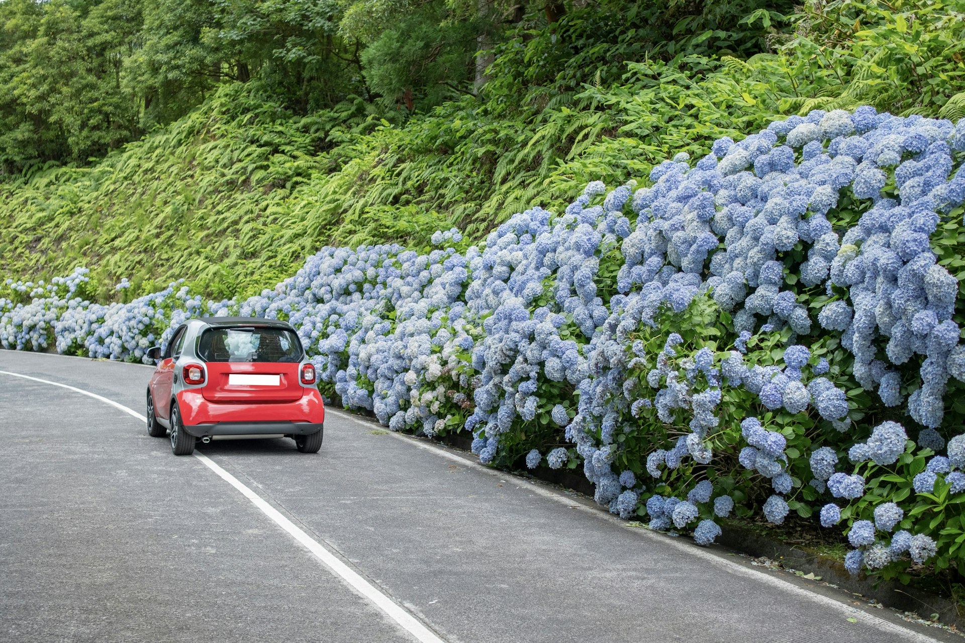 A small red car drives by a bank of blue hydrangea bushes in Sete Cidades, São Miguel, Azores, Portugal