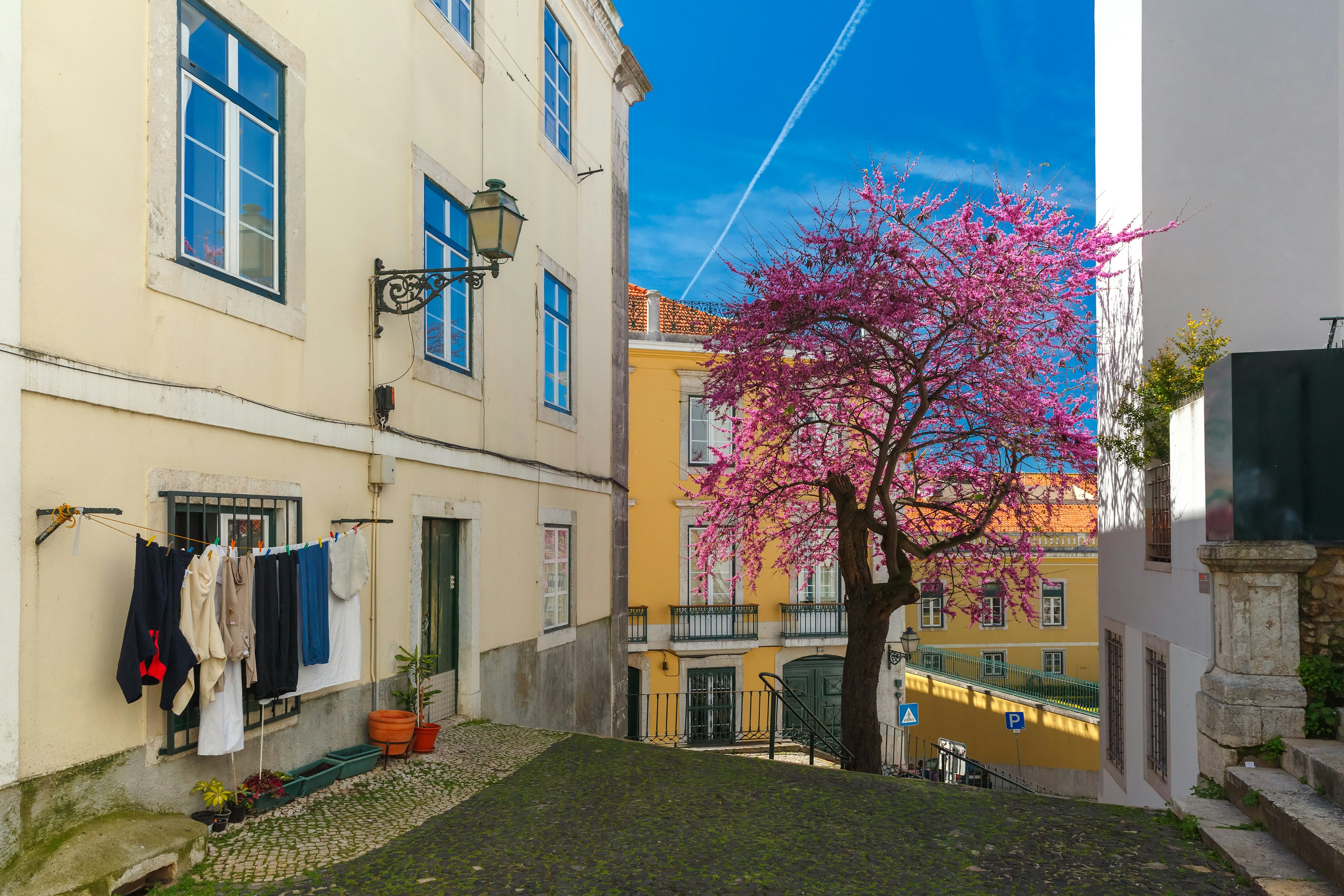 A street with stairs and a flowering tree, Lisbon, Portugal