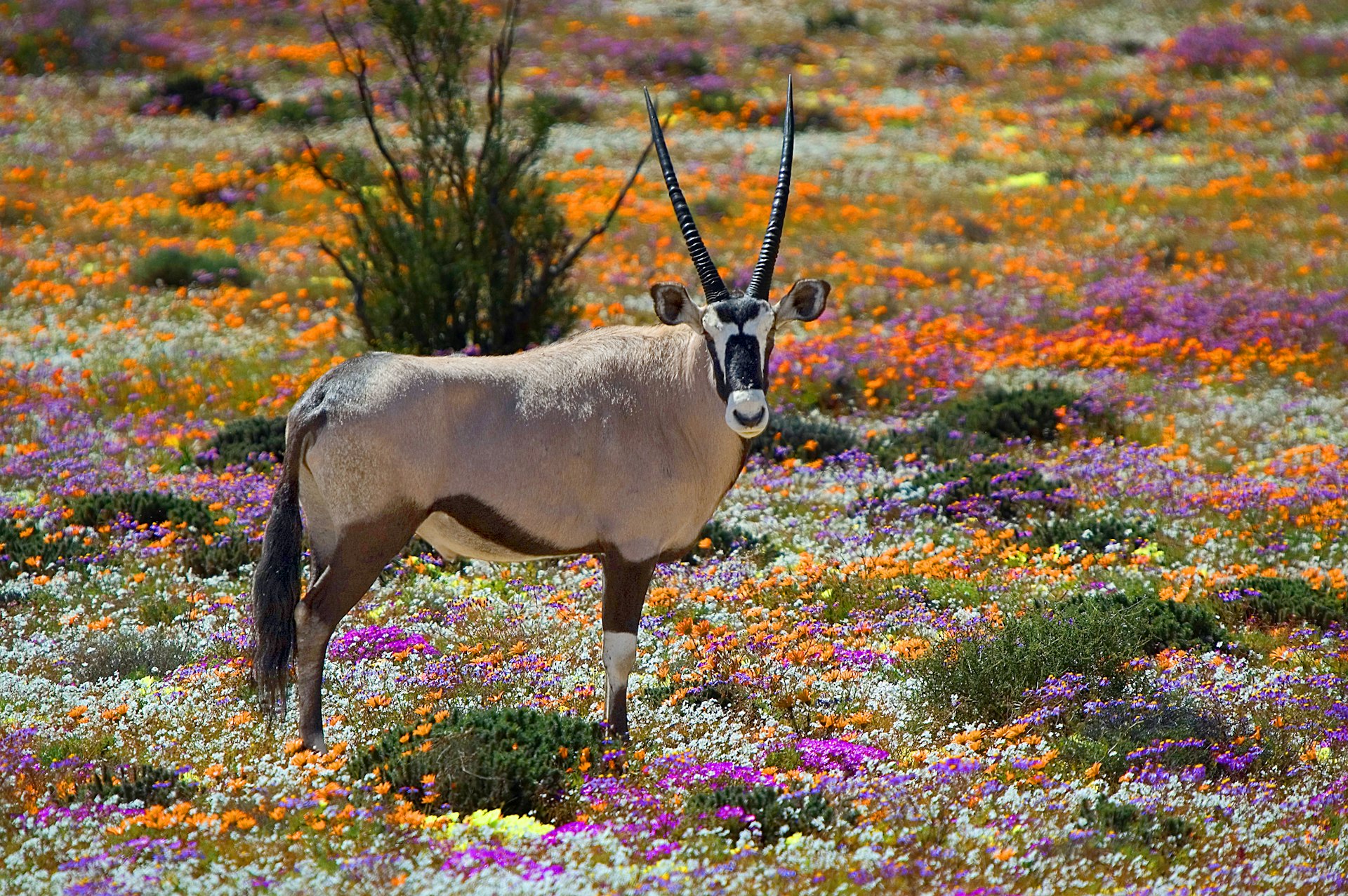 Oryx standing in a field of flowers, Namaqualand, South Africa