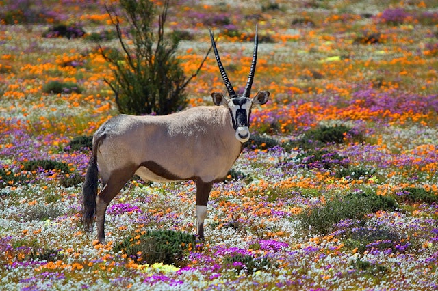 Oryx standing in a field of flowers, Namaqualand, South Africa