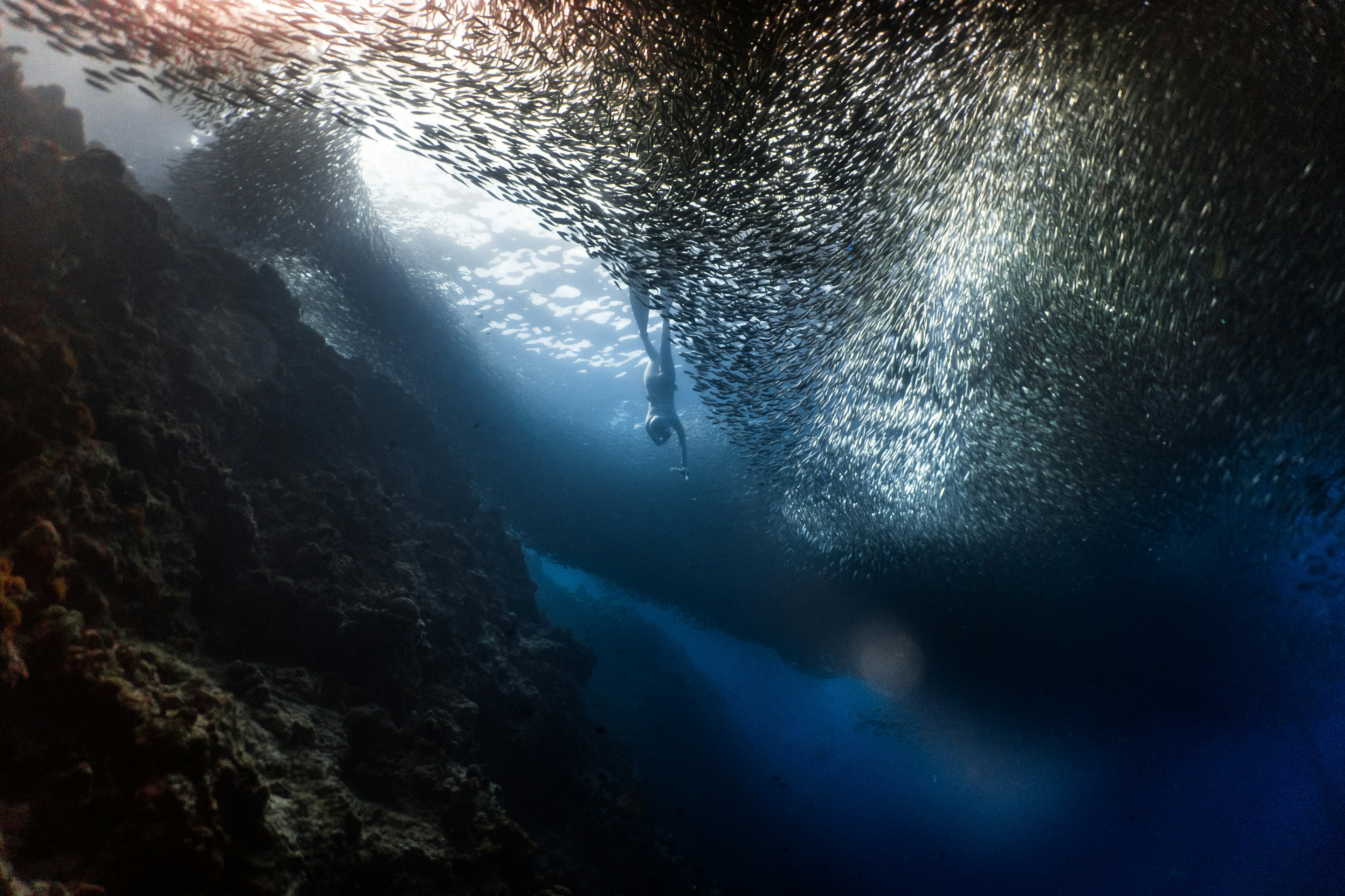 A skin diver with large fins heads down underwater next to small silvery fish who have all grouped together to form one massive ball