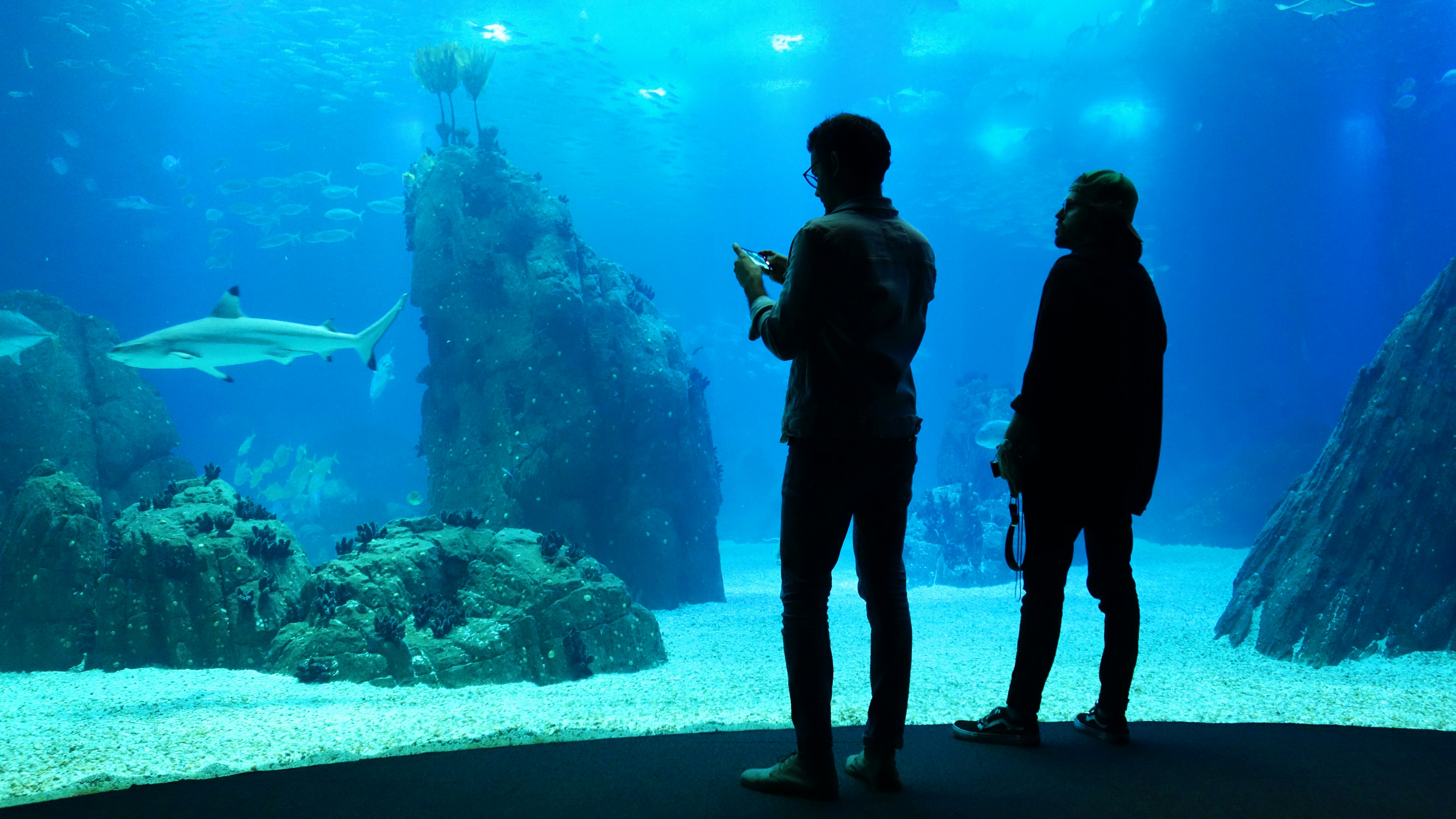 LISBON, PORTUGAL, June 20/2018: Silhouettes of visitors in the Oceanario de Lisboa.
1120362569
animal, aquarium, architecture, atlantis, background, backlighting, beautiful, beauty, blue, child, color, colorful, coral, fish, fishes, glass, image, life, lisboa, lisbon, looking, man, marine, modern, museum, nature, ocean, oceanarium, park, people, person, portugal, reef, sea, shark, silhouette, tank, tourism, travel, underwater, vacation, view, visitor, water, window, woman