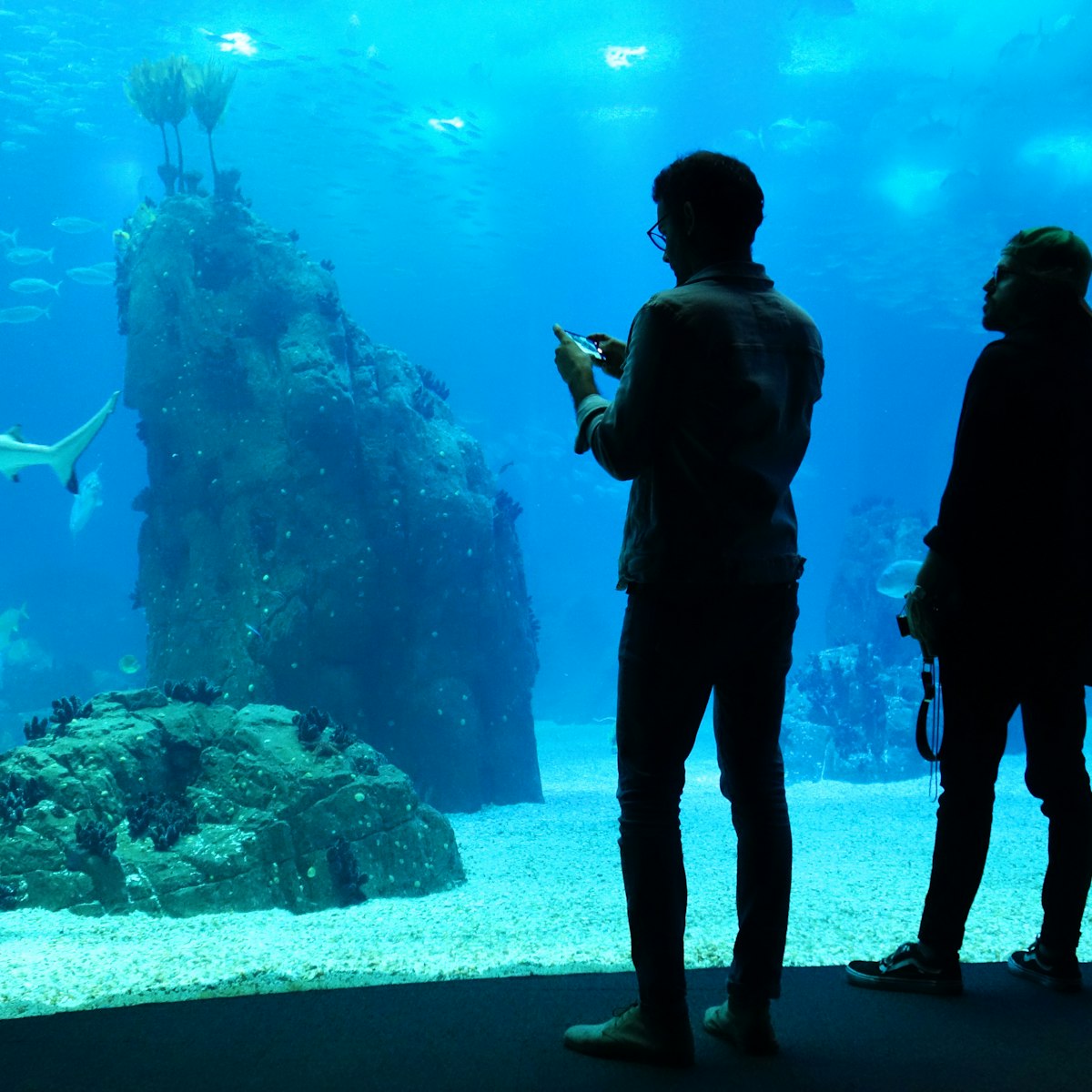 LISBON, PORTUGAL, June 20/2018: Silhouettes of visitors in the Oceanario de Lisboa.
1120362569
animal, aquarium, architecture, atlantis, background, backlighting, beautiful, beauty, blue, child, color, colorful, coral, fish, fishes, glass, image, life, lisboa, lisbon, looking, man, marine, modern, museum, nature, ocean, oceanarium, park, people, person, portugal, reef, sea, shark, silhouette, tank, tourism, travel, underwater, vacation, view, visitor, water, window, woman