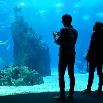 LISBON, PORTUGAL, June 20/2018: Silhouettes of visitors in the Oceanario de Lisboa.
1120362569
animal, aquarium, architecture, atlantis, background, backlighting, beautiful, beauty, blue, child, color, colorful, coral, fish, fishes, glass, image, life, lisboa, lisbon, looking, man, marine, modern, museum, nature, ocean, oceanarium, park, people, person, portugal, reef, sea, shark, silhouette, tank, tourism, travel, underwater, vacation, view, visitor, water, window, woman