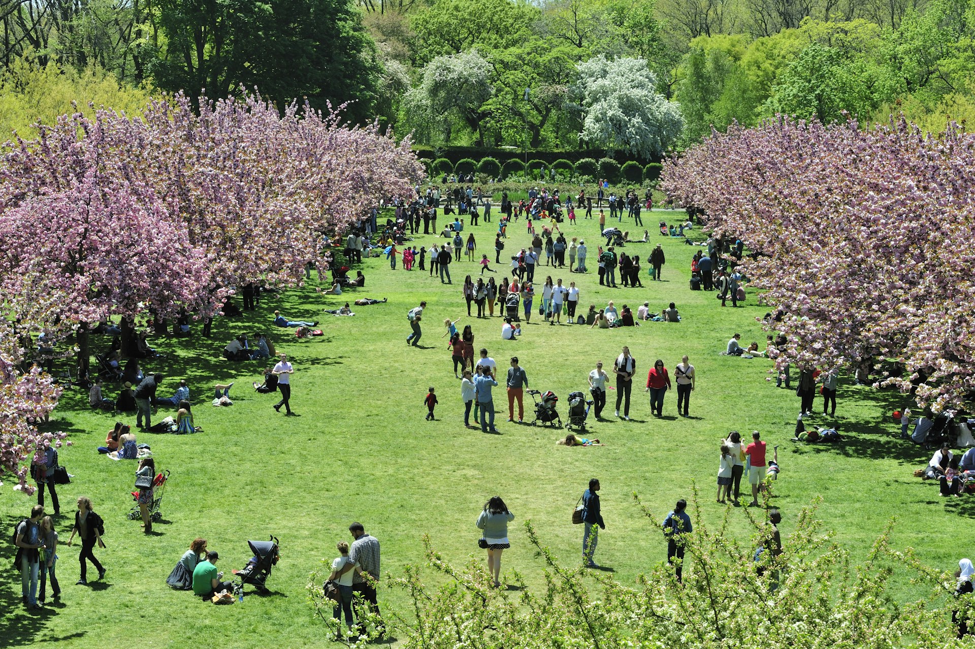 Pessoas sentam-se em um gramado em um dia ensolarado apreciando as flores cor-de-rosa das muitas cerejeiras próximas