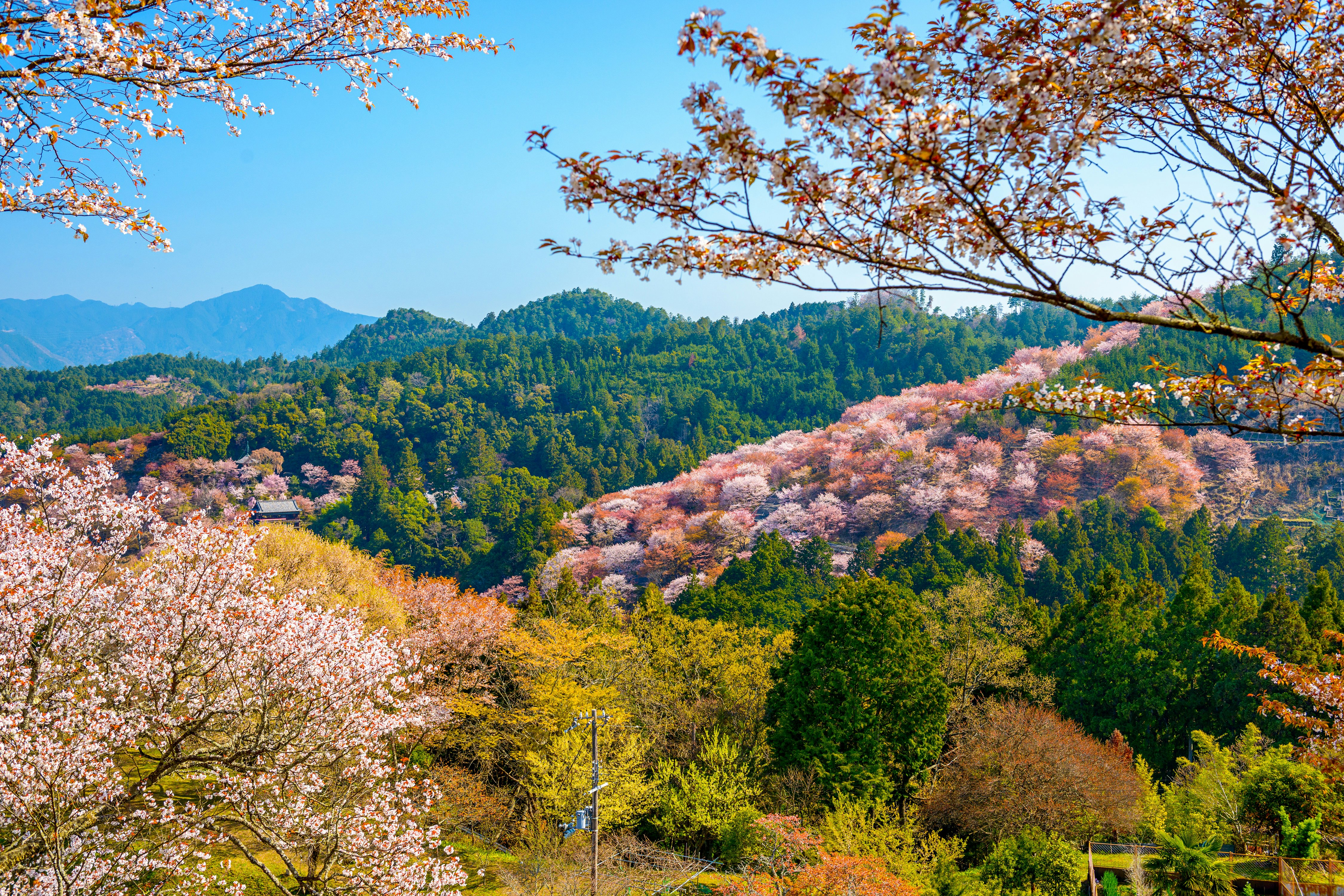 Cherry blossoms at Mount Yoshino during spring. Japan's best-known cherry-blossom viewing spot is Yoshino.