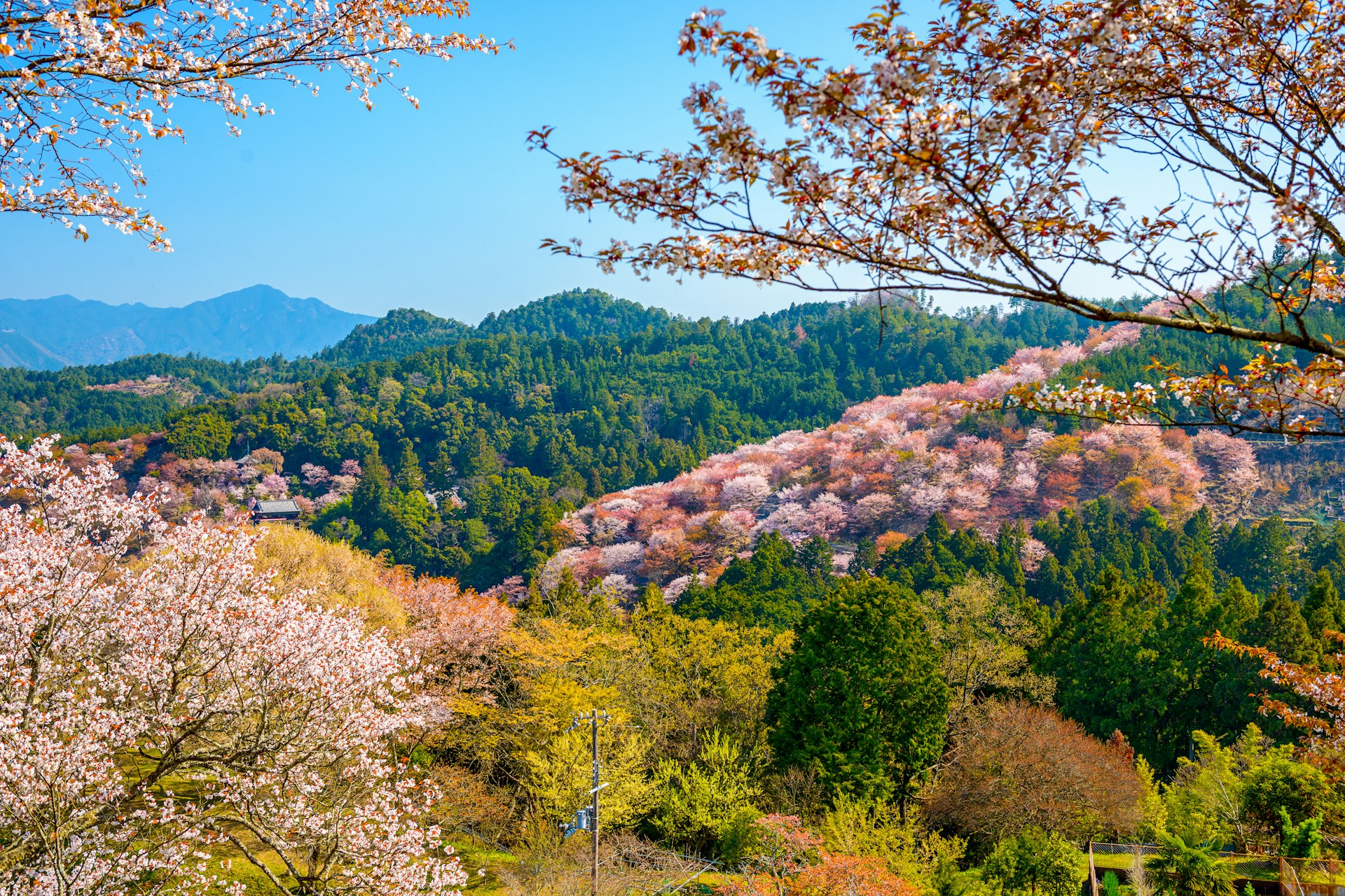 A valley covered in pink and white cherry blossom trees in bloom