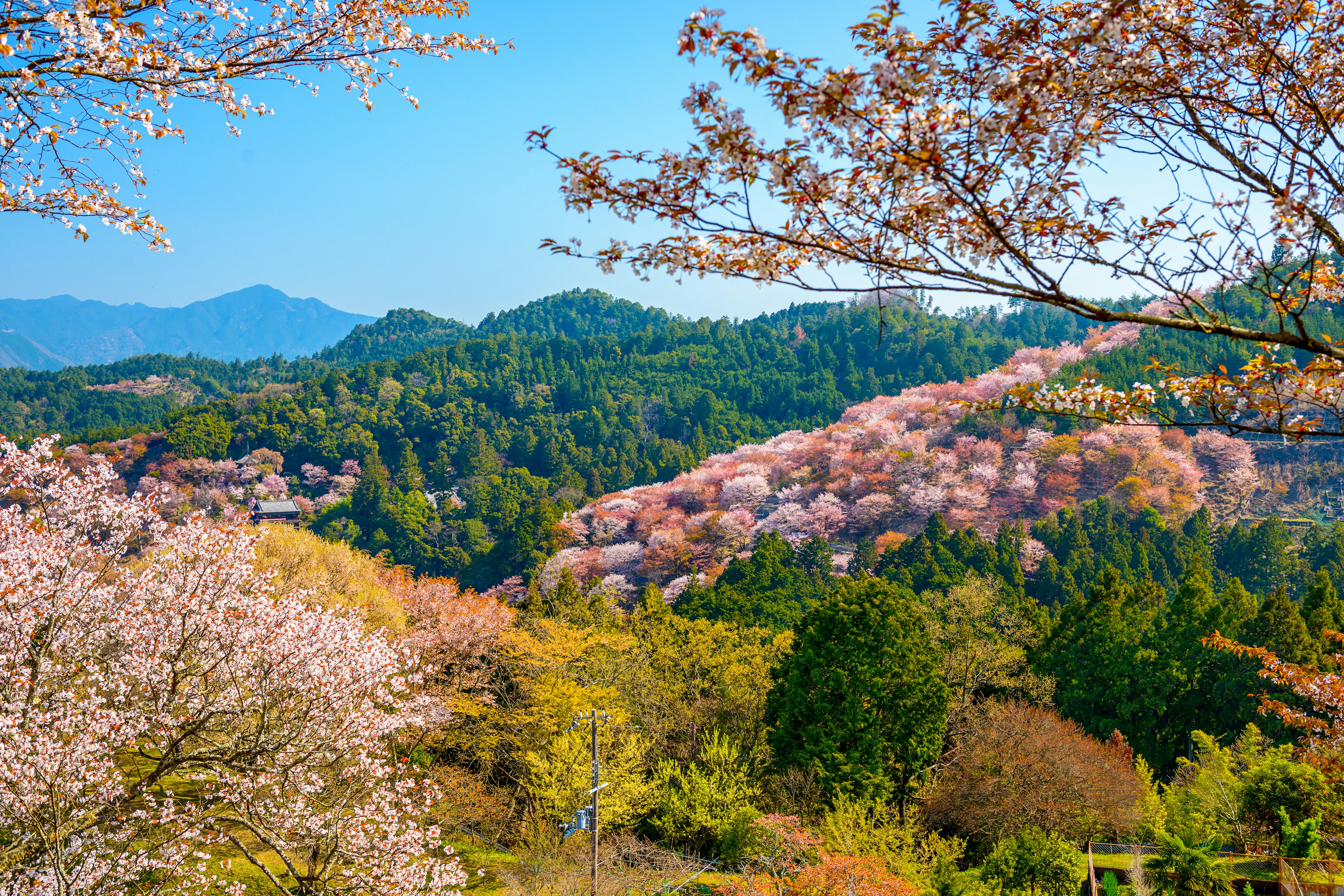 A valley covered in pink and white cherry blossom trees in bloom