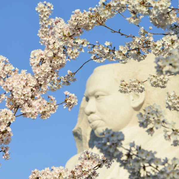 Cherry blossoms in front of the MLK Jr. statue