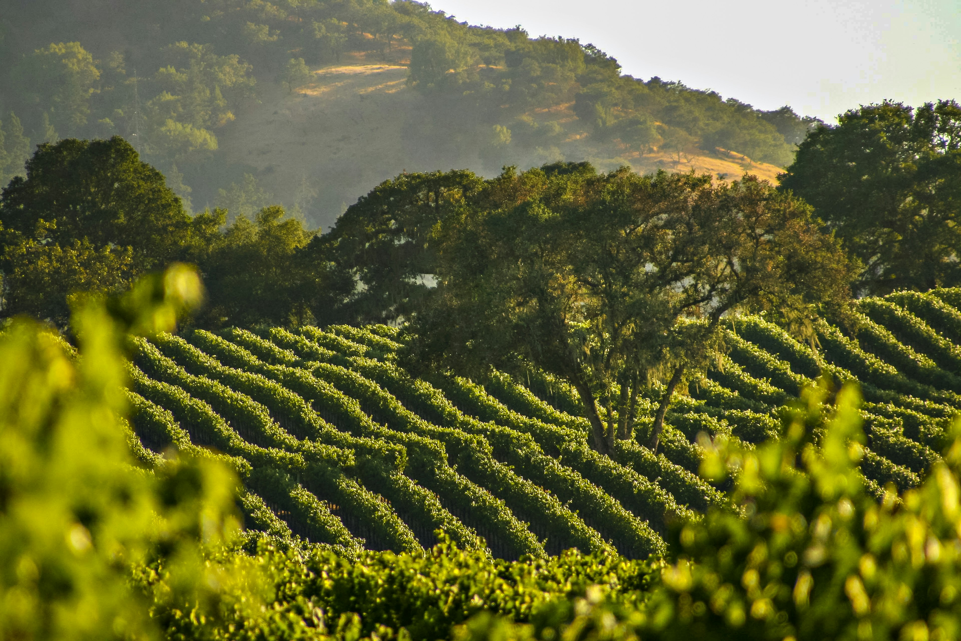 A vineyard on a sunny day