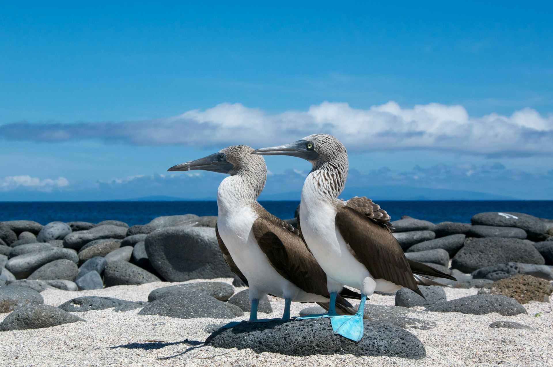 Two large seabirds with blue feet stand on a rocky shore