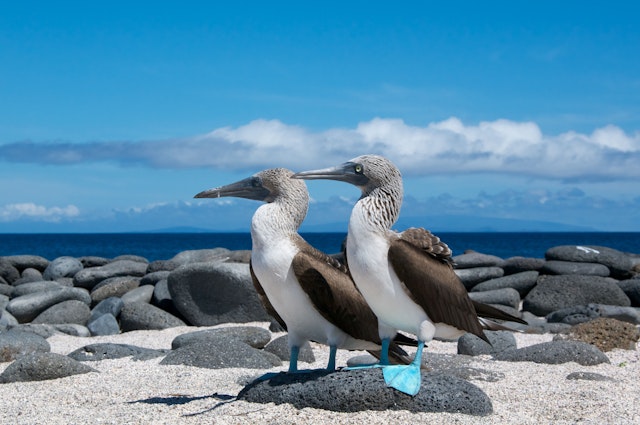 A pair of blue-footed boobies (Sula nebouxii) on a beach on North Seymour Island, Galápagos Islands, Ecuador
