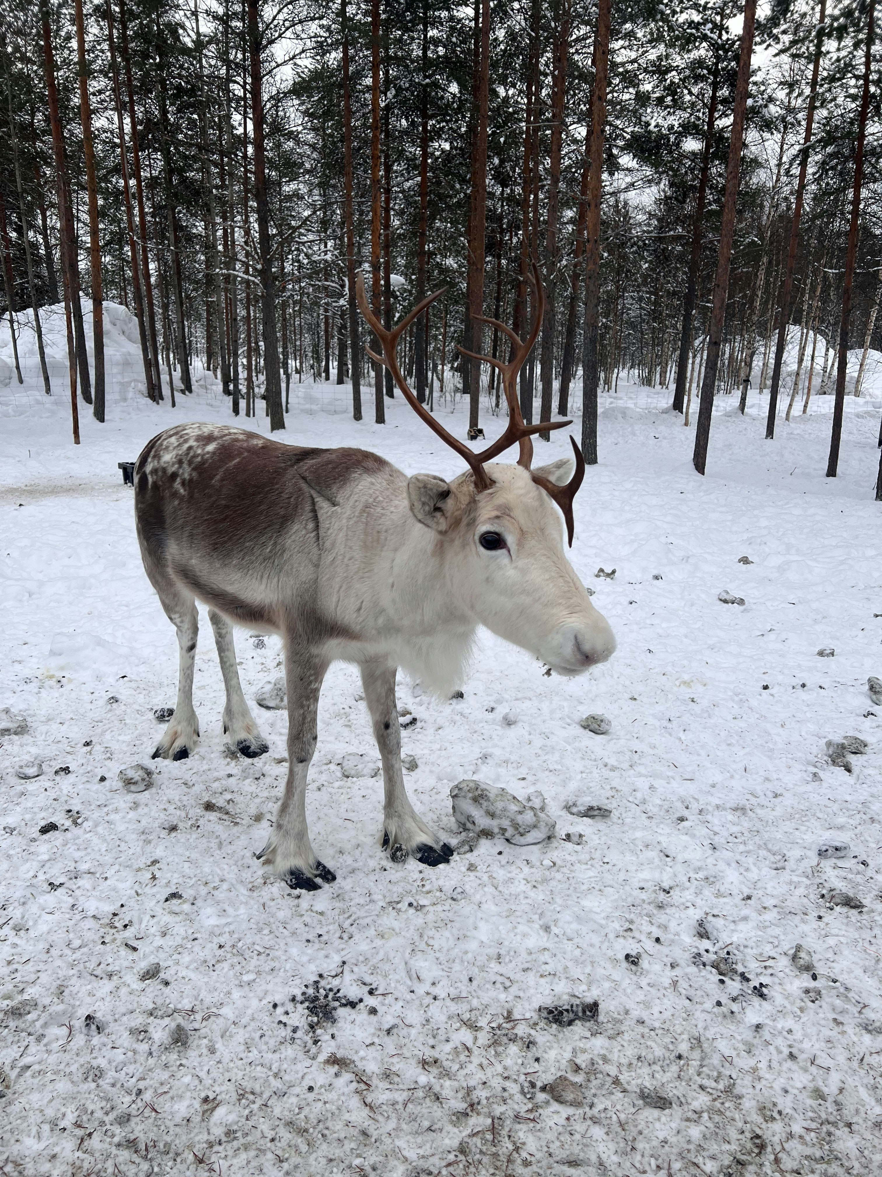 Arctic Snow Hotel reindeer at Rovaniemi's Arctic SnowHotel is in Lapland, Finland. Deepa Lakshmin/Lonely Planet.