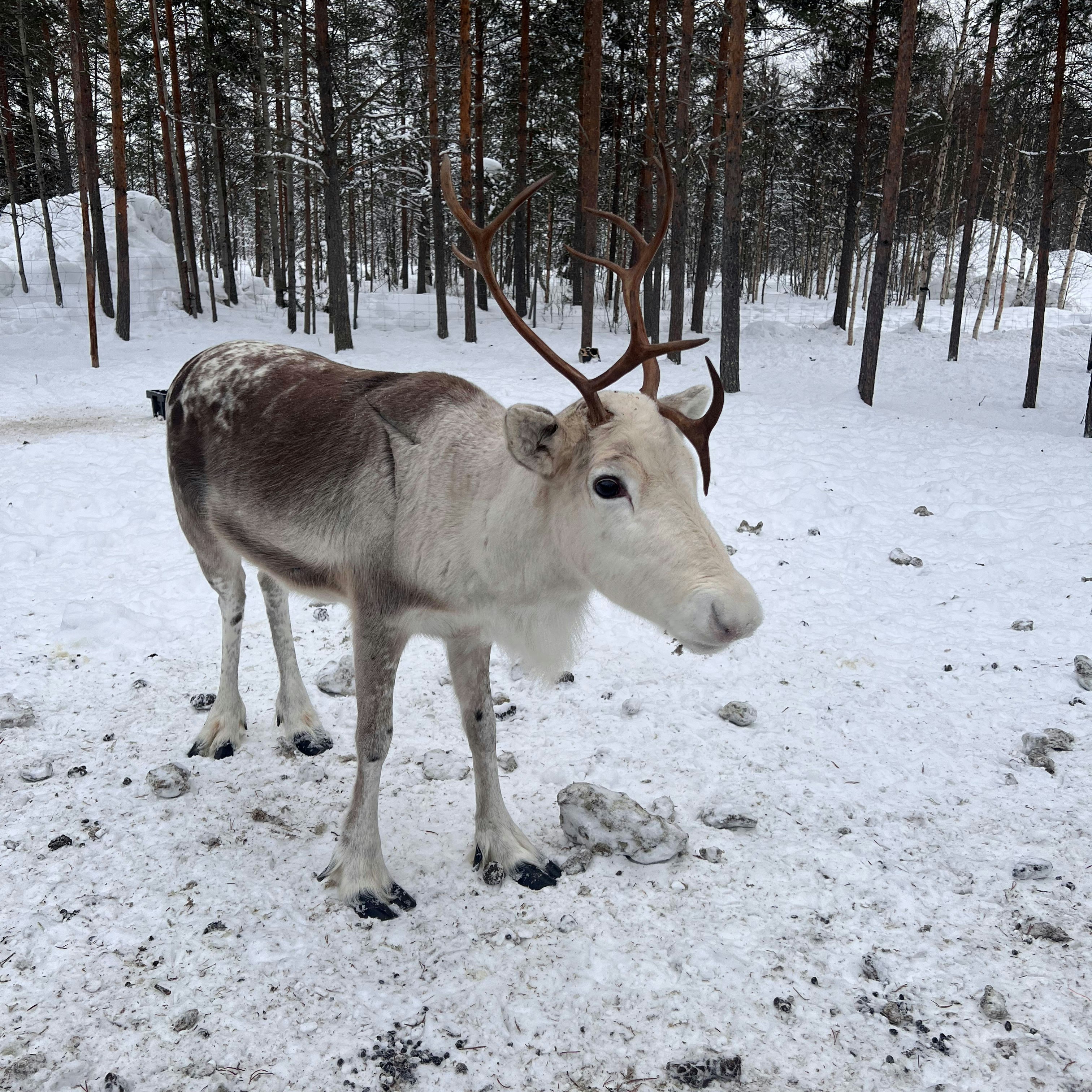 Arctic Snow Hotel reindeer at Rovaniemi's Arctic SnowHotel is in Lapland, Finland. Deepa Lakshmin/Lonely Planet.