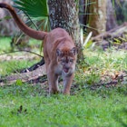 Florida panther, finished eating, walks toward camera; Shutterstock ID 352878836; your: Brian Healy; gl: 65050; netsuite: Lonely Planet Online Editorial; full: Florida national parks