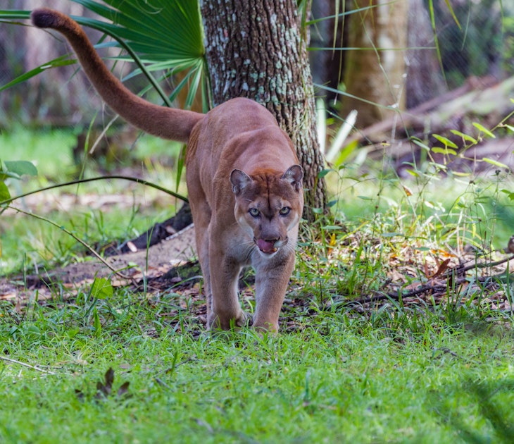 Florida panther, finished eating, walks toward camera; Shutterstock ID 352878836; your: Brian Healy; gl: 65050; netsuite: Lonely Planet Online Editorial; full: Florida national parks