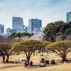 Ueno park in springtime during cherry blossom season, Tokyo, Japan
1057741236