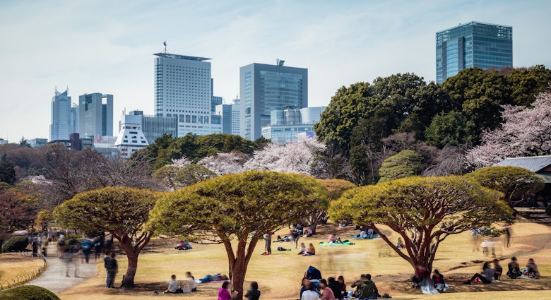 Ueno park in springtime during cherry blossom season, Tokyo, Japan
1057741236
