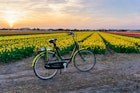 Multicolored tulips field and bicycle rent in the Amsterdam, Netherlands
1138105391