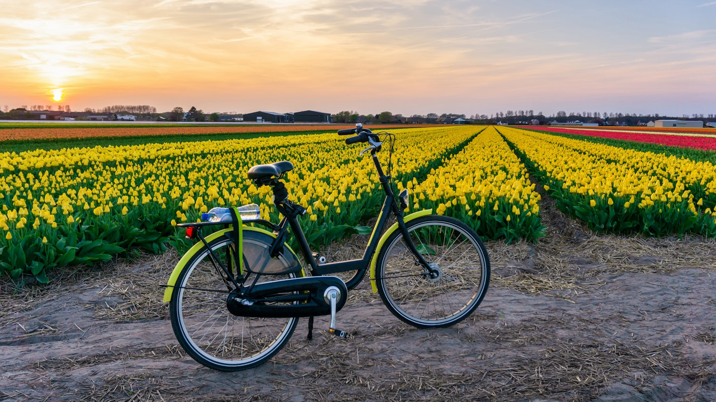 Multicolored tulips field and bicycle rent in the Amsterdam, Netherlands
1138105391