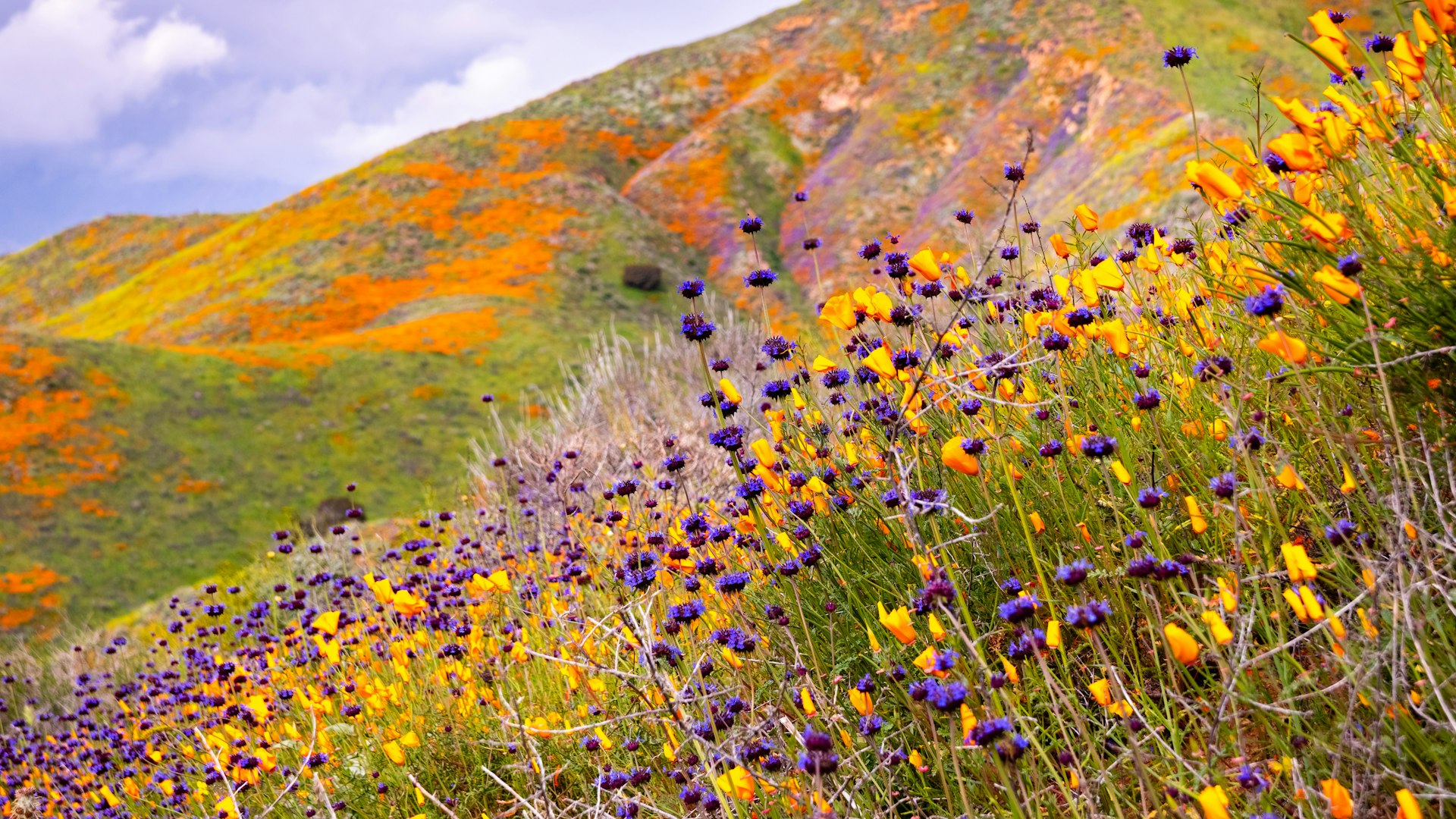 California poppies (Eschscholzia californica) and Chia (Salvia hispanica) blooming on the hills of Walker Canyon during the superbloom
