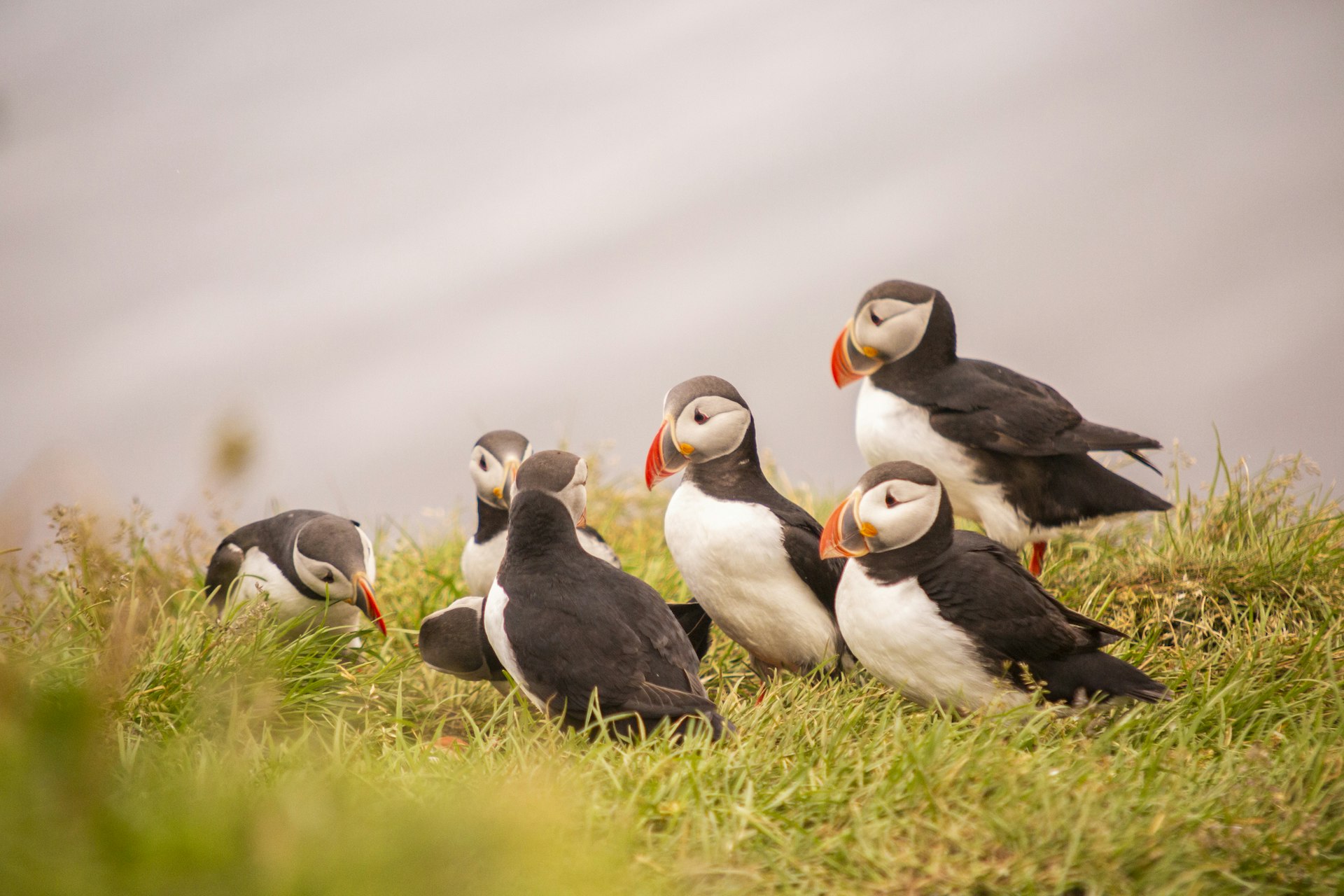 A group of black-and-white birds with colorful beaks on a clifftop