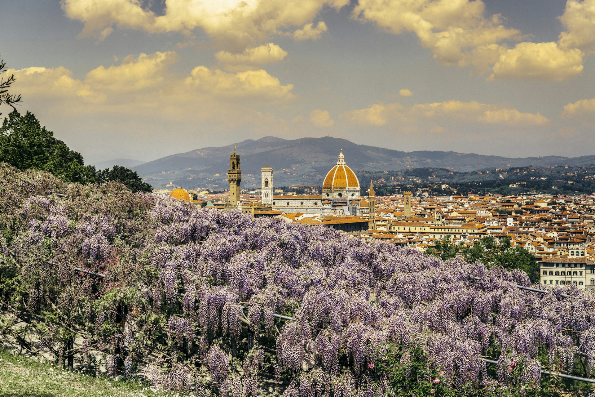 A sunny day; wisteria covers the foreground as a cityscape dominated by an ornate cathedral dome, stretches out in the distance