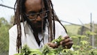 Dr. Machel A. Emanuel smells and analyses cannabis plants at the University of the West Indies Mona campus in Kingston, Jamaica on May 18, 2019. Ganja supreme, smoked by rastas and Bob Marley himself in the 1970s? This any self-respecting cannabis lover fantasy is in the process of (re)becoming a reality thanks to the horticultural talents of a Jamaican scientist. (Photo by Angela Weiss / AFP)
1147663044
Horizontal, CANNABIS GROWING, HORTICULTURE