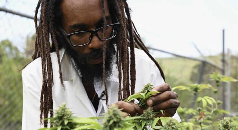 Dr. Machel A. Emanuel smells and analyses cannabis plants at the University of the West Indies Mona campus in Kingston, Jamaica on May 18, 2019. Ganja supreme, smoked by rastas and Bob Marley himself in the 1970s? This any self-respecting cannabis lover fantasy is in the process of (re)becoming a reality thanks to the horticultural talents of a Jamaican scientist. (Photo by Angela Weiss / AFP)
1147663044
Horizontal, CANNABIS GROWING, HORTICULTURE