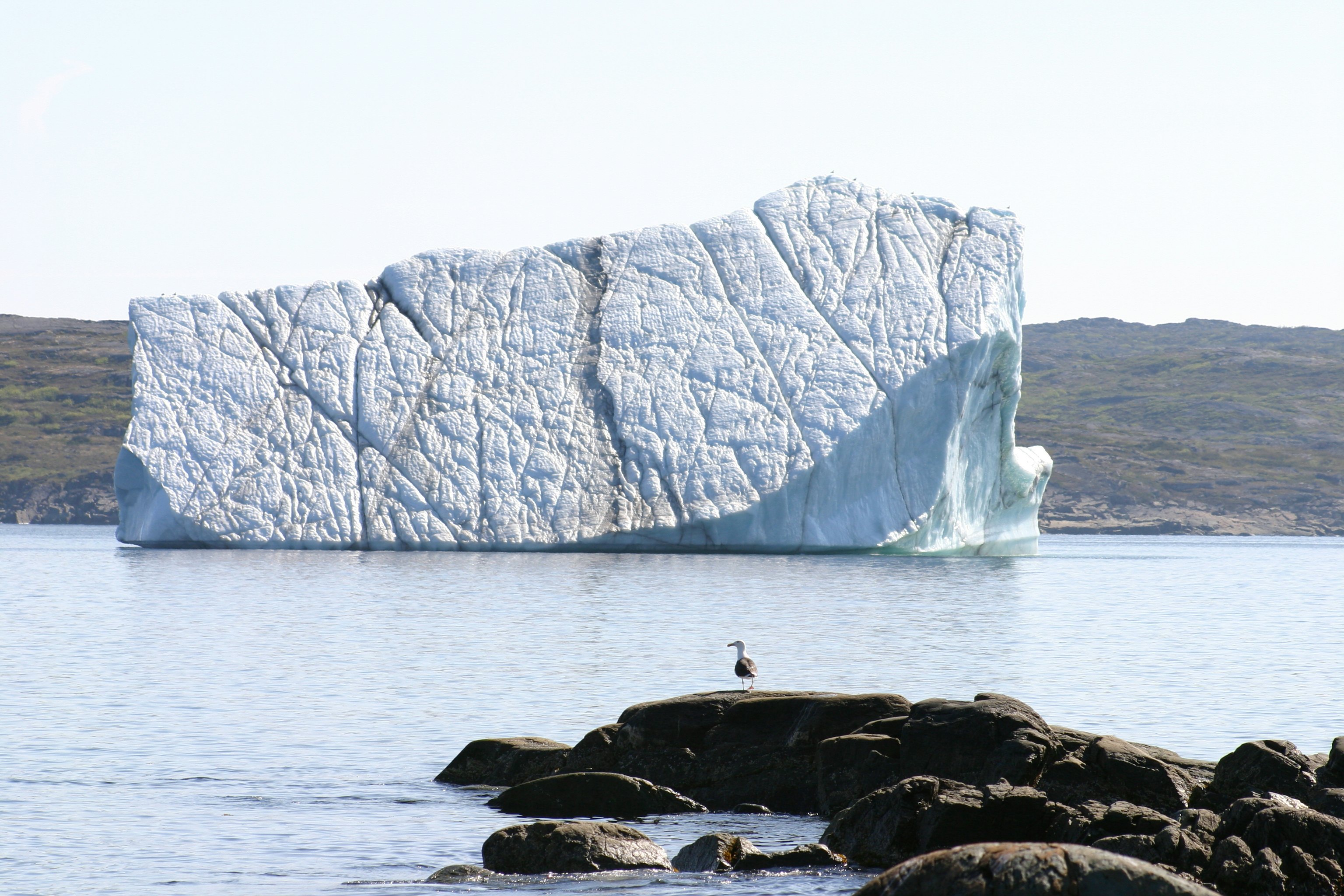 A huge iceberg floats by an island. A gull stands nearby, giving a sense of perspective to the scale of the 'berg