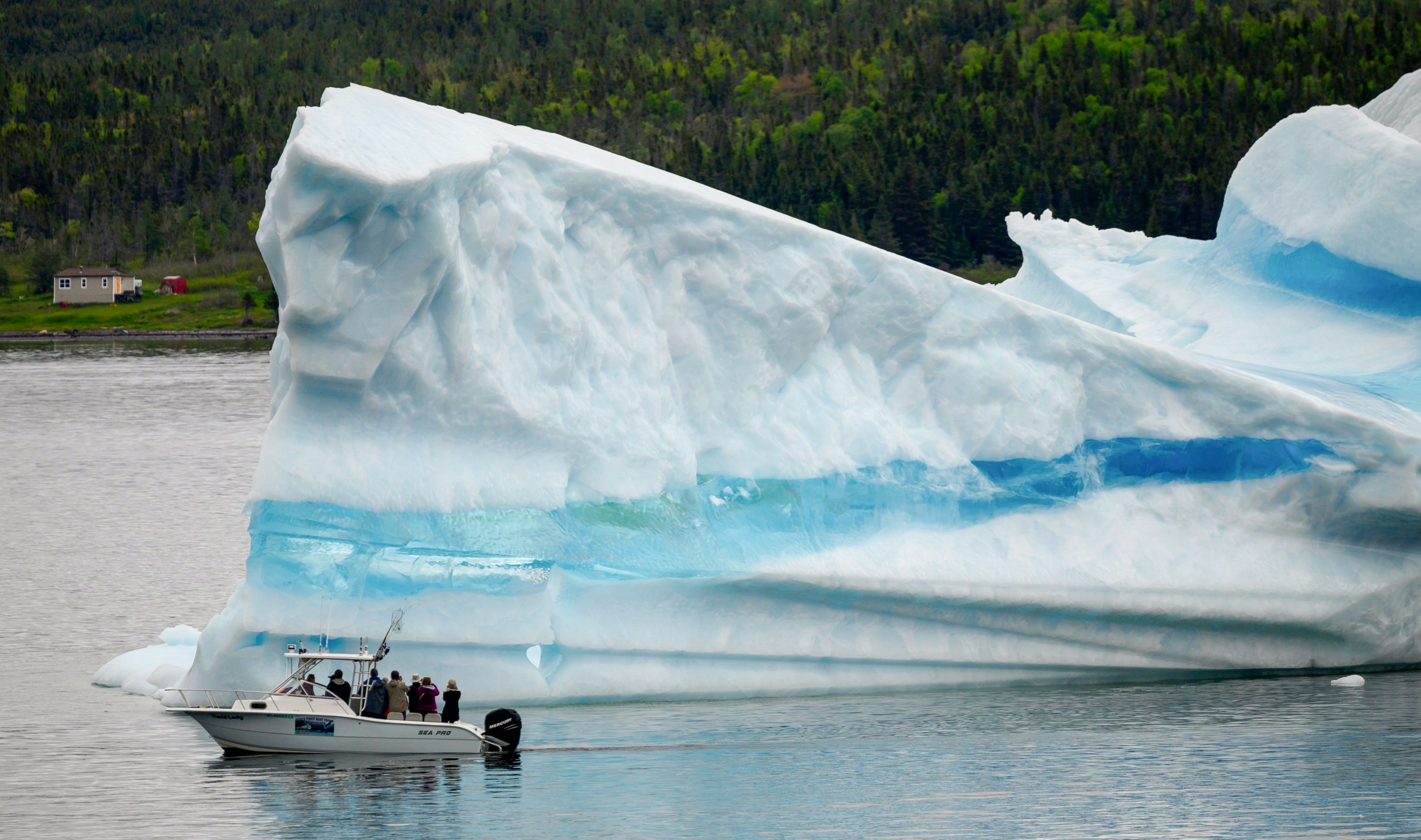 Icebergs in Newfoundland