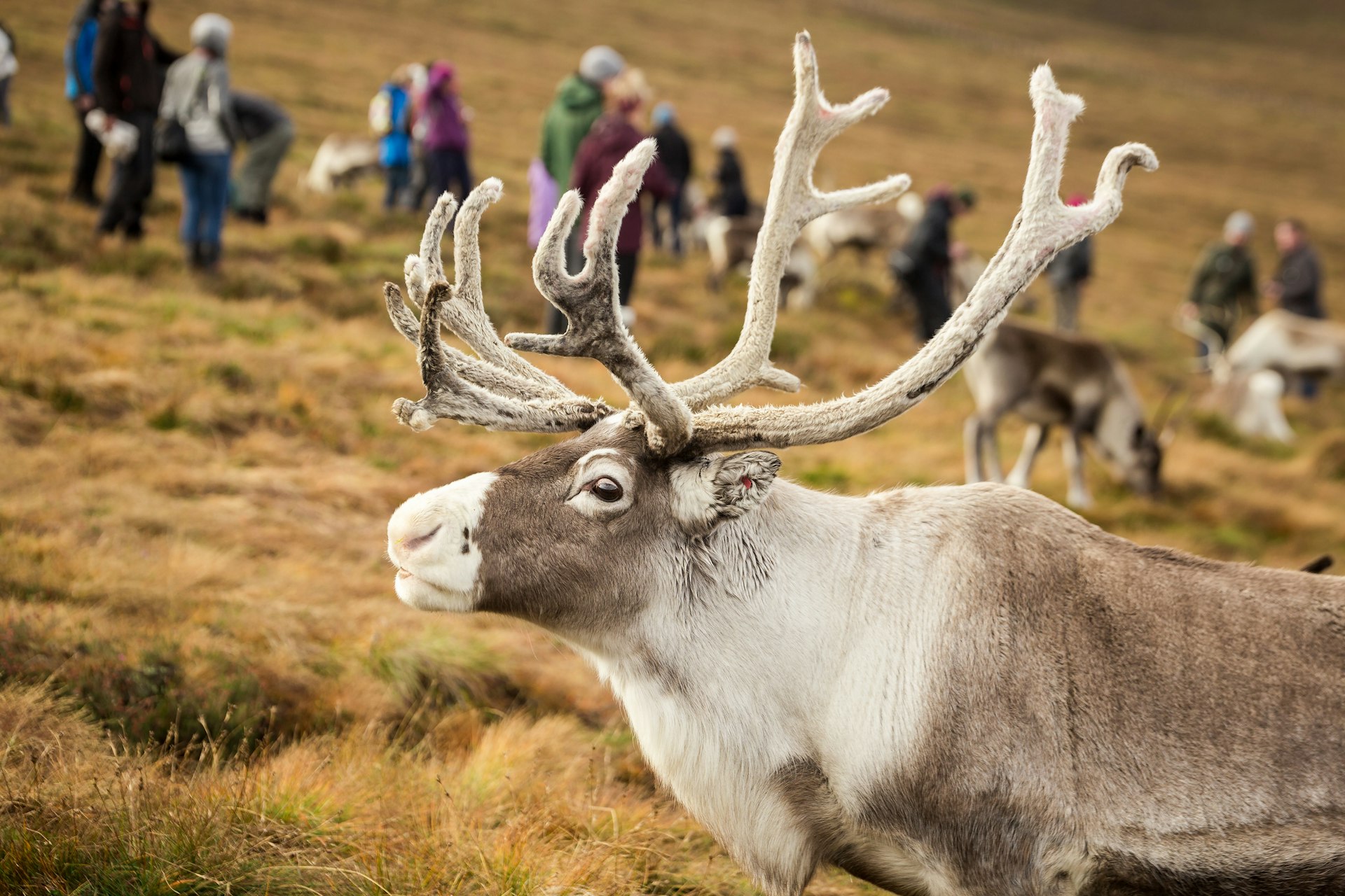 A reindeer walks through a pasture with people hiking nearby