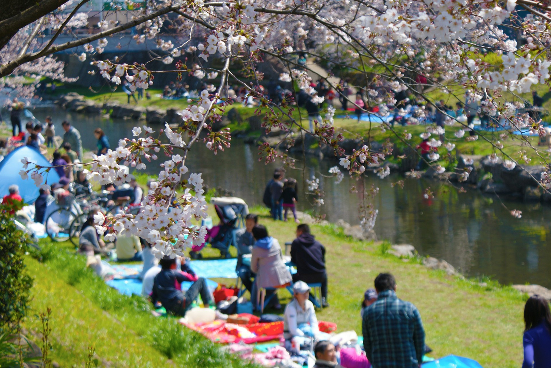 In the foreground, a cherry blossom tree is in bloom in a Tokyo park, while in the backgound many people sit in a park enjoying picnics on a sunny day