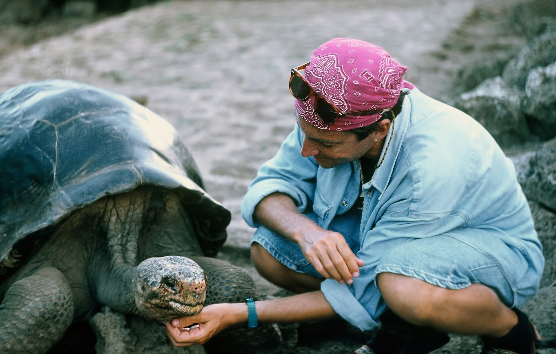 A man touches a giant Galápagos tortoise, Santa Cruz Island, Galápagos Islands, Ecuador