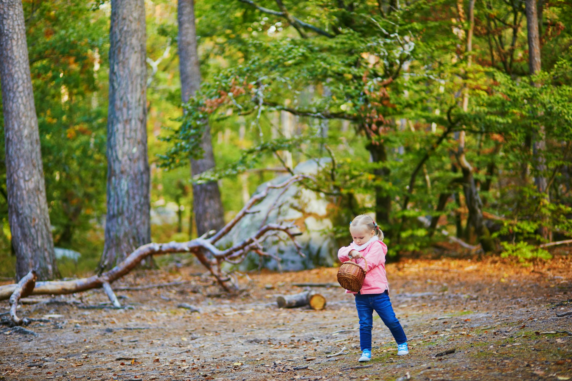 A toddler picks mushrooms in fall in the Forêt de Fontainebleau, Île de France, France