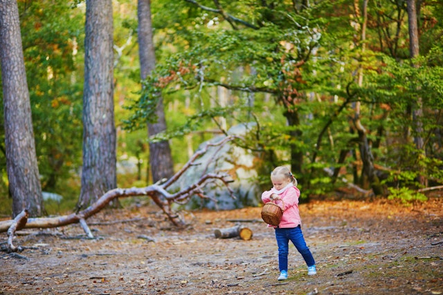 A toddler picks mushrooms in fall in the Forêt de Fontainebleau, Île de France, France